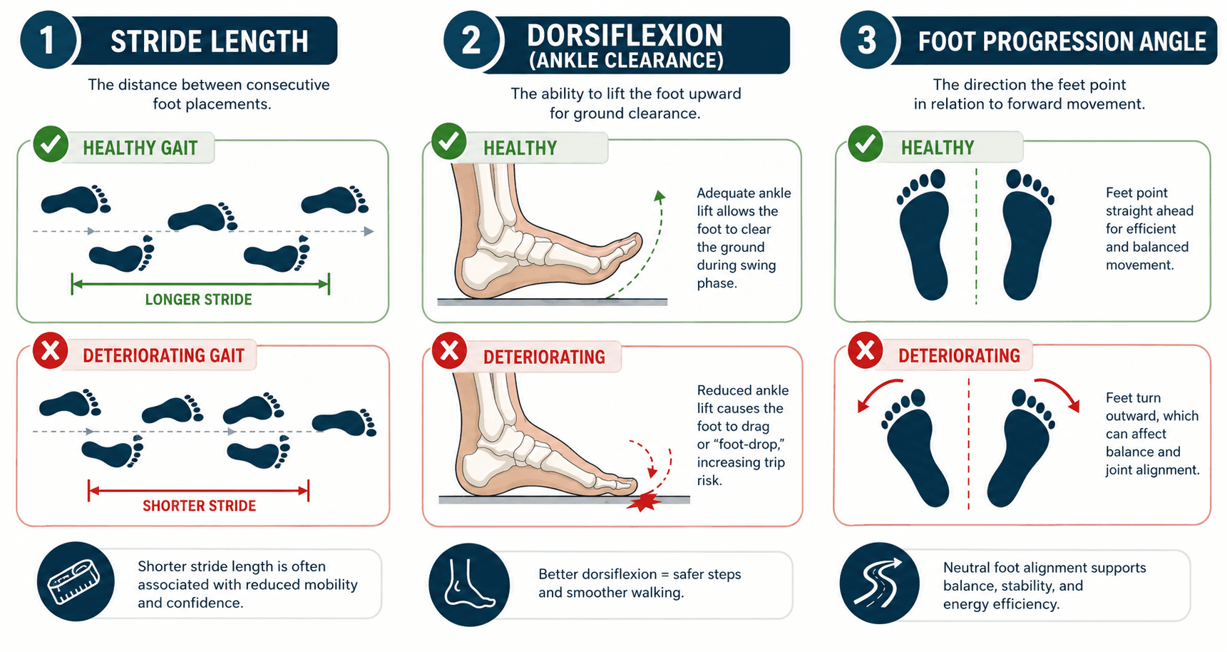 Biomechanical illustration comparing a healthy gait to a deteriorating gait, highlighting stride length and dorsiflexion
